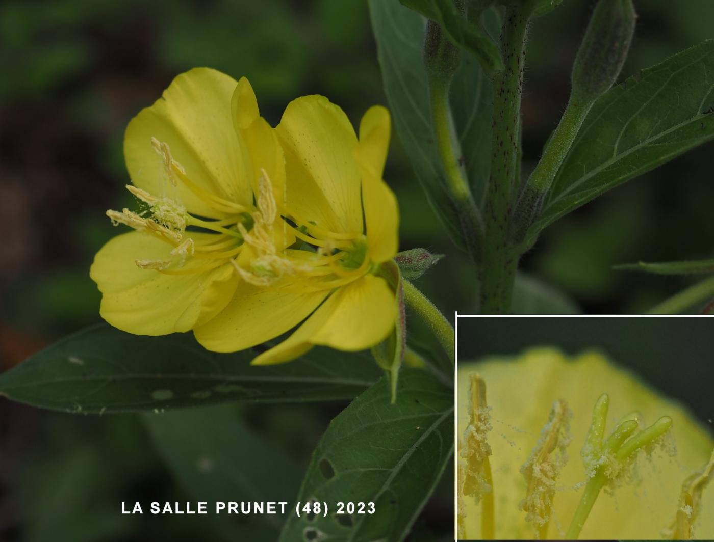 Evening Primrose flower